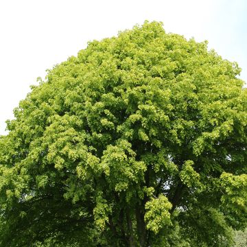 Tilia europaea Wratislaviensis - Hollandse linde