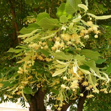 Tilia platyphyllos Rubra - Zomerlinde