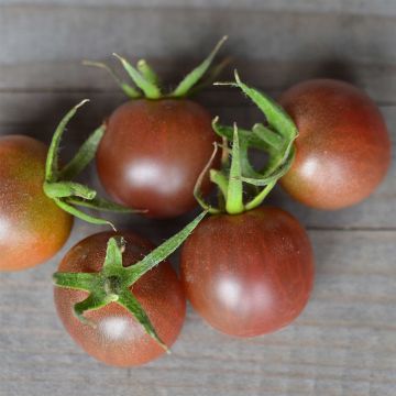 Cherrytomaat Black Cherry BIO