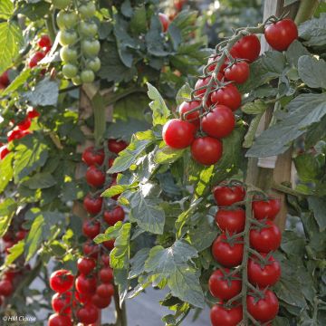 Cherrytomaat Crokini F1 (jonge planten)