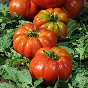 Tomaat Delizia F1 type Marmande (jonge planten)