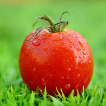 Tomaat Montfavet 63-5 F1