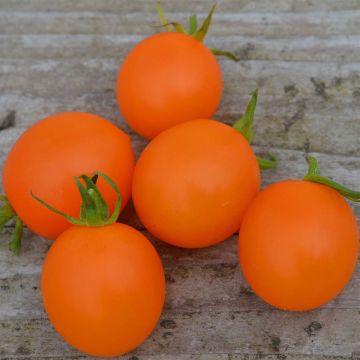 Tomaat Orange Berry BIO - Ferme de Sainte Marthe