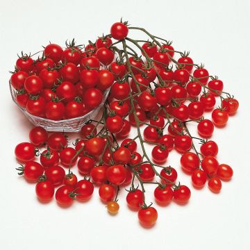 Cherrytomaat Pepe F1 BIO (jonge planten)