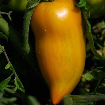 Tomaat Gele Paprika BIO - Ferme de Sainte Marthe
