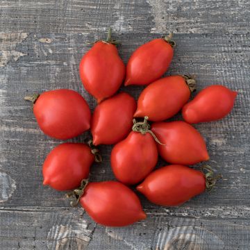 Pruimtomaat Principe Borghese BIO