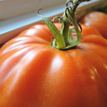Tomaat Pyros F1