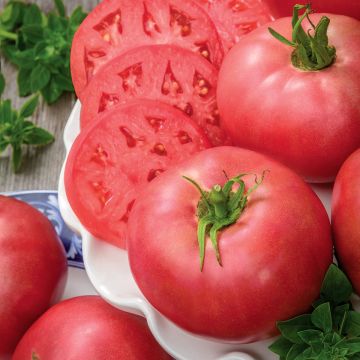 Tomaat Rose Crush BIO