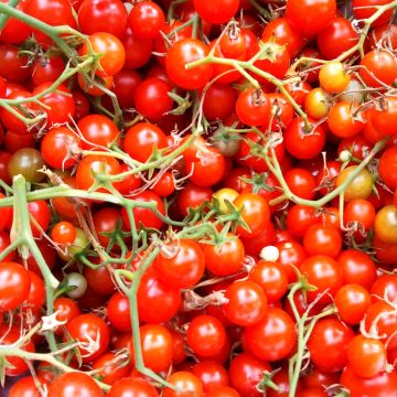 Cherrytomaatje Sweet Million F1