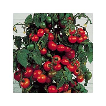 CherrytomaatTiny Tim