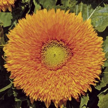 Zonnebloem Orange Sun (zaad) - Helianthus annuus