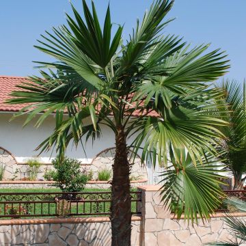 Trachycarpus latisectus - Windamere Palm