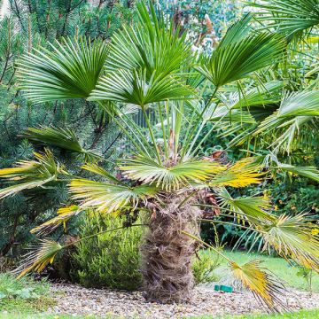 Trachycarpus wagnerianus - Wagnerpalm