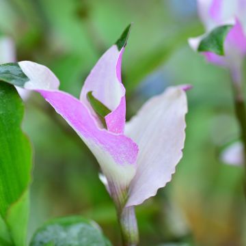 Tradescantia andersoniana Blushing Bride - Eendagsbloem