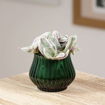 Tradescantia cerinthoides Sweetness - Vaderplant