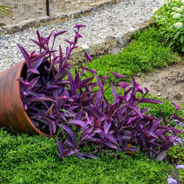 Tradescantia pallida Purple Heart - Vaderplant