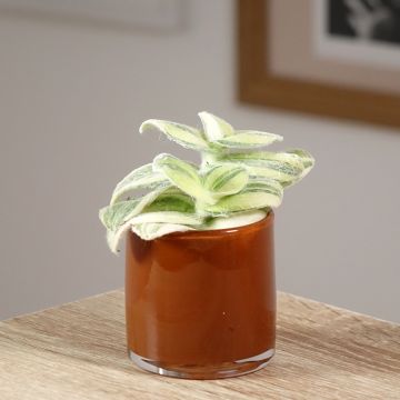 Tradescantia Brightness - Vaderplant