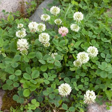 Witte klaver groenbemester - Trifolium repens