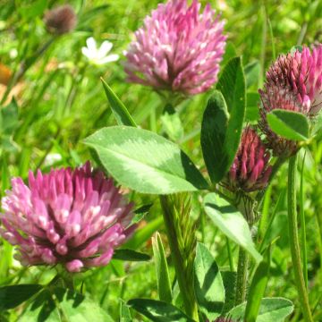 Rode klaver groenbemester 250 m² - Trifolium pratense