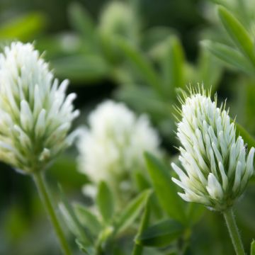 Trifolium ochroleucon - Geelwitte klaver