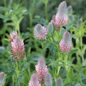 Trifolium rubens Peachy Pink - Purperen klaver