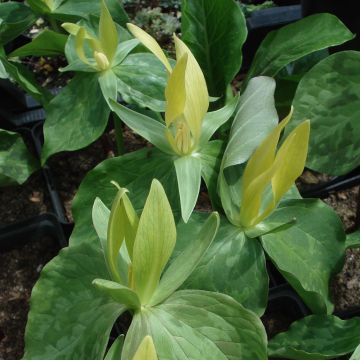 Trillium luteum - Drieblad
