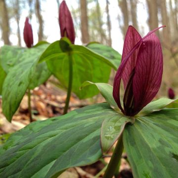 Trillium sessile - Drieblad