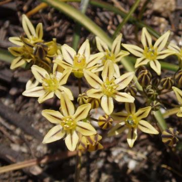 Triteleia ixioides Starlight - Brodiaea
