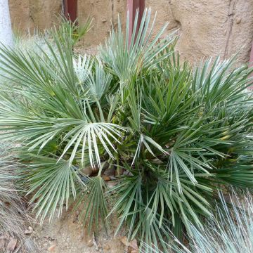 Trithrinax campestris - Drietandpalm