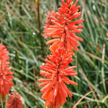 Kniphofia Nancy's Red - Vuurpijl