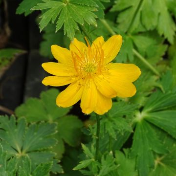 Trollius chinensis Golden Queen - Kogelbloem