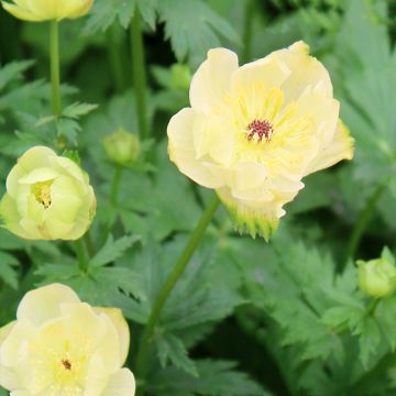 Trollius cultorum Cheddar - Globebloem