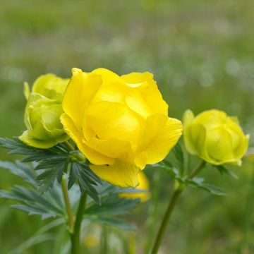 Globebloem Lemon Supreme - Trollius europaeus