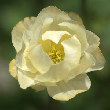 Trollius Alabaster - Globebloem