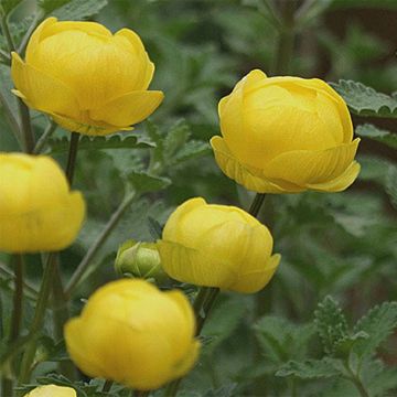 Trollius cultorum Lemon Queen - Globebloem