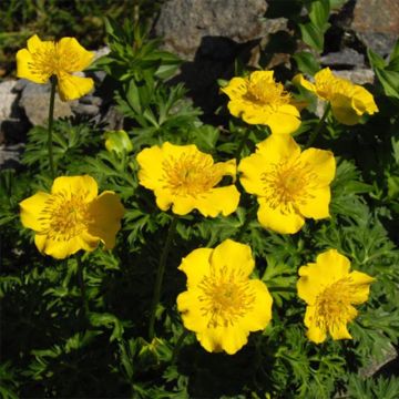 Trollius pumilus - Globebloem