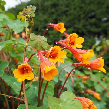 Tropaeolum tuberosum - Knolcapucien