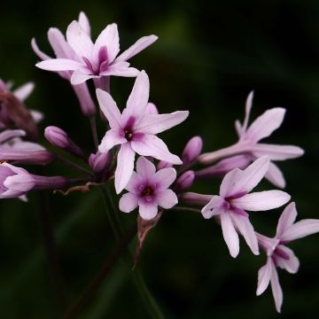Tulbaghia violacea Purple Eye - Kaapse knoflook