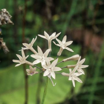 Tulbaghia fragrans Alba - Wilde knoflook