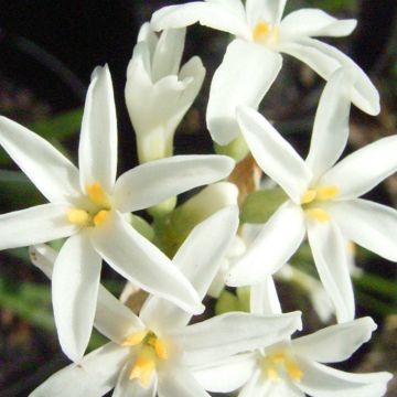 Tulbaghia violacea Savannah Lightning - Kaapse knoflook