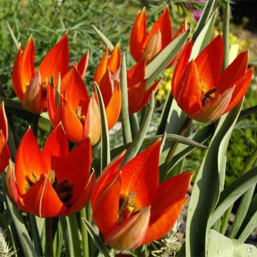 Tulipa whittallii - Botanische tulp