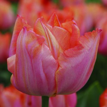 Tulipe Triumph Jochem - Triumphtulp