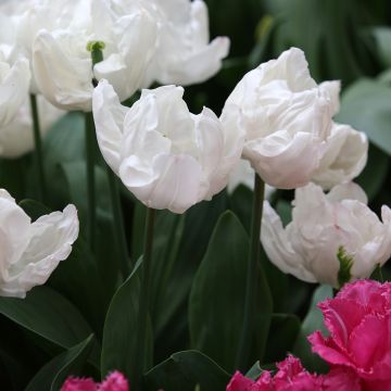 Tulipe Triumph Rejoyce =- Triumphtulp