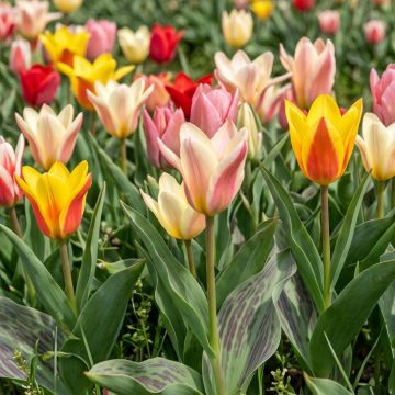 Tulipa kaufmanniana Rainbow Mix - Kaufmanniana tulpen Mix