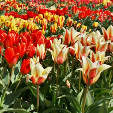 Tulipa greigii Mix - Greigii-tulp