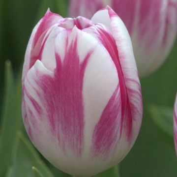 Tulipe Triumph Caramba - Triumphtulp