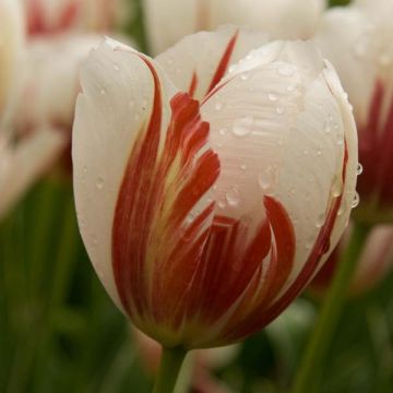 Tulipa Triumph Carnaval De Rio - Triumphtulp