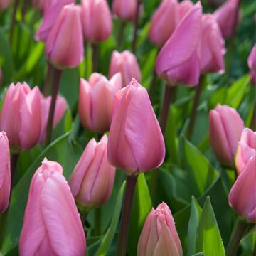 Tulipa Darwin Big Love - Darwintulp