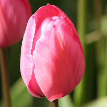 Tulipa Darwin Design Impression  - Darwintulp