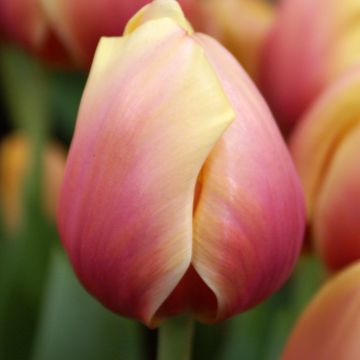 Tulipa Marit - Darwintulp